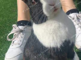Two bunnies, price is for both Free to a good home