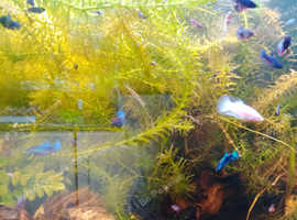 Stunning Betta fish tank bred in the UK