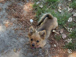 Pomchi puppy