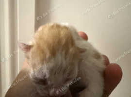 Three beautiful kittens born on the 9th of May