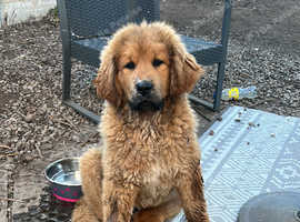 Female puppy