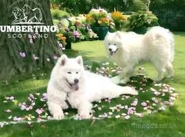 KC Samoyed Puppies with Champion Bloodline -Upcoming litter