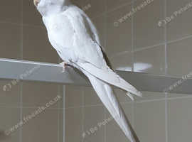 Lost, Albino Cockatiel ''Buddy''