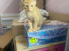 GINGER BOY SIAMESE/SPHINX FOR SALE