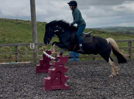 Fun All Rounder Sports Pony for Sale