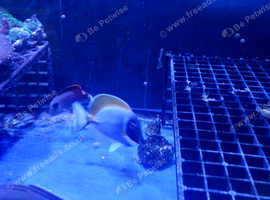 Powder blue tang
