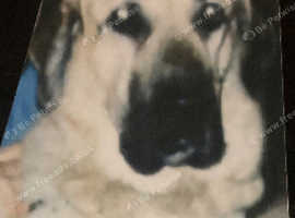 ANATOLIAN SHEPHERD DOG £1000 Or Nearest Offer
