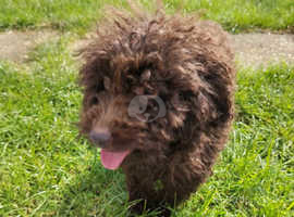 Miniature poodle girl for sale
