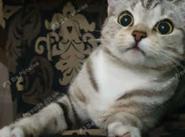 Scottish Fold with Straight Ears