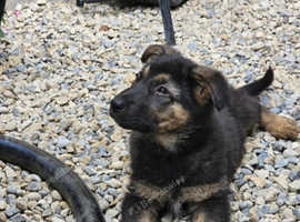 German shepherd puppies for sale