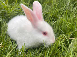 Beautiful baby rabbits Reddy for new onwers