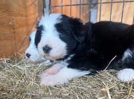 Adorable bearded collie puppies