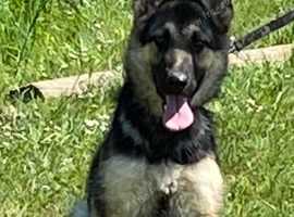 German Shepherds