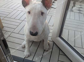 KC reg English Bull Terrier
