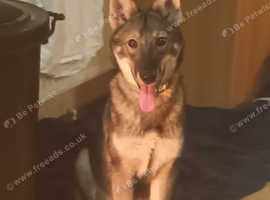 Inuit wolfdog male puppy
