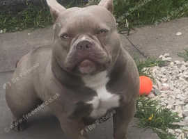 American Bully Puppies and Dogs for sale in Leek Freeads