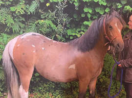 Beautiful 2yr old gelding