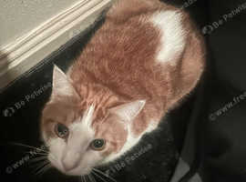 Cat on rehome