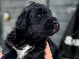 Stunning chunky bernedoodle puppies available