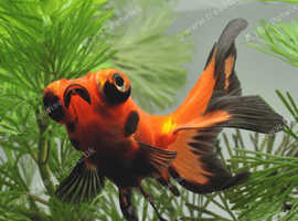 Black moor goldfish