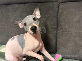 American hairless terrier puppies looking for new home