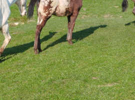 Appy filly blanket xxx