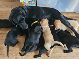 Kc registered family Labrador puppies ready 12th May 2024