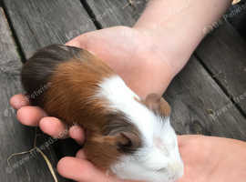 Female Baby Guinea Pigs