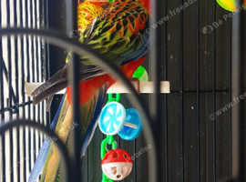 Beautiful Baby Rosella (London)