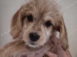 Husky x cockapoo puppies 9.5 weeks