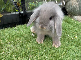 Lilac/blue mini/lion lop baby rabbits *READY NOW*