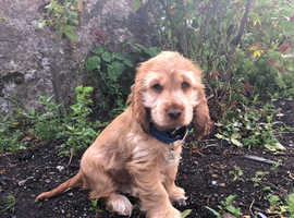 Adorable spaniel puppy for sale