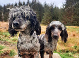 Gorgeous Chocolate Merle F1B Toy Cavapoos DNA Clear