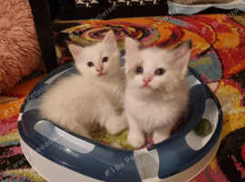 Ragdoll kittens