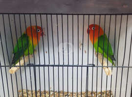 Green opaline Fischer  lovebirds Pair