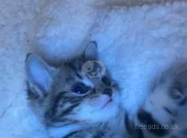Tabby Kitten for sale (8 Weeks Old)
