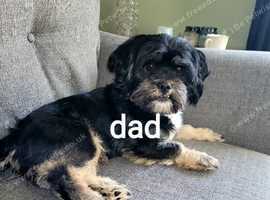 Lsha apso cross shih tzu cross