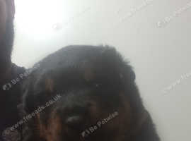 Rottweiler puppies