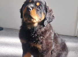 Ready now! Long Haired Rottie pups!
