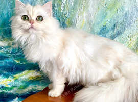Pearl Rare New Colour Copper Silver