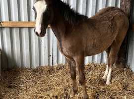 New Forest Yearling geldings