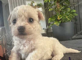 KC registered bichon frise puppies