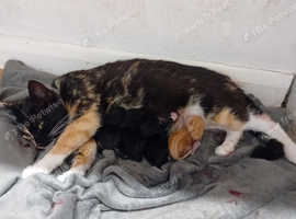 5 beautiful kittens