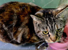 Bengaline x tabby