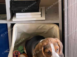 2 beautiful female beagles