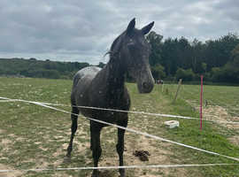 Stunning knapstrupper mare