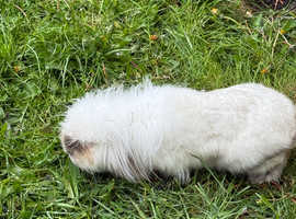 Lion head rabbits for sale