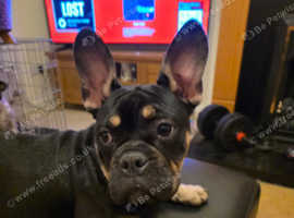 Female frenchie