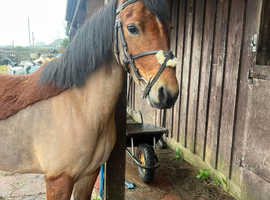 Perfect all rounder pony