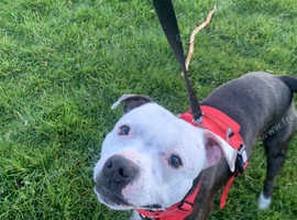 Male Staffordshire bull terrier